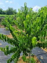 팜모닝 복숭아·병해충상담 게시글 이미지