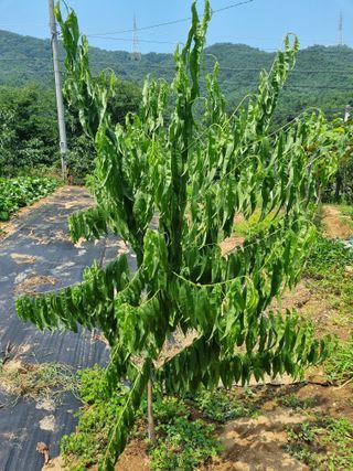 Kr님의 복숭아 · 병해충상담 작성글 사진