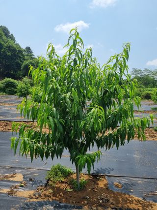 Kr님의 복숭아 · 병해충상담 작성글 사진