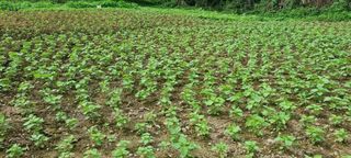 벼3583님의 들깨 · 영농일지 작성글 사진