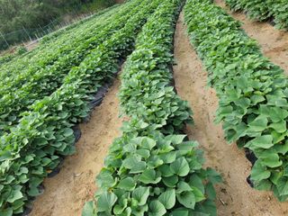 김광자님의 고구마 · 영농일지 작성글 사진