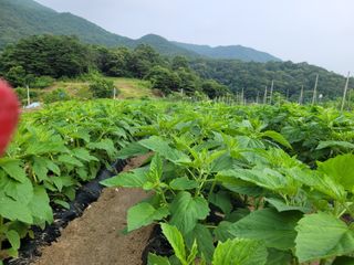 김광자님의 고구마 · 영농일지 작성글 사진