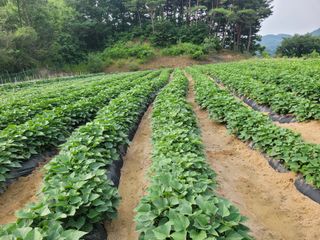 김광자님의 고구마 · 영농일지 작성글 사진