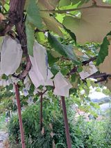 팜모닝 포도·영농일지 게시글 이미지