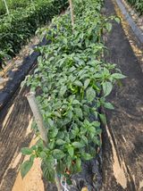 팜모닝 고추·병해충상담 게시글 이미지