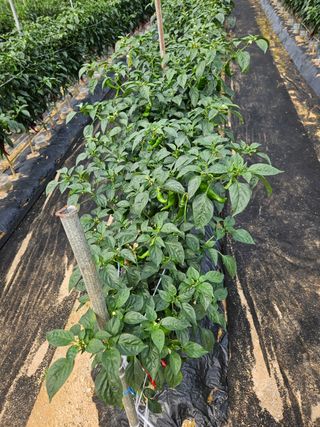 김원회님의 고추 · 병해충상담 작성글 사진