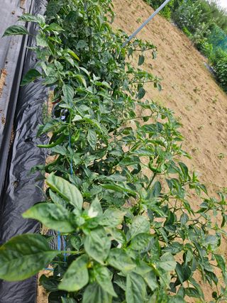 김원회님의 고추 · 병해충상담 작성글 사진