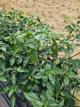 김원회님의 고추 · 병해충상담 작성글 사진