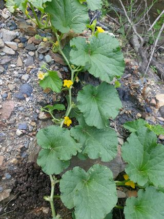 이상돈님의 기타작물 · 영농일지 작성글 사진