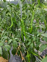 팜모닝 고추·영농일지 게시글 이미지