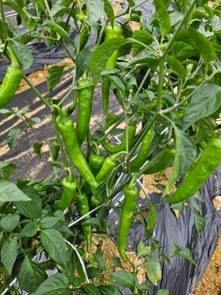 이기연님의 고추 · 영농일지 작성글 사진