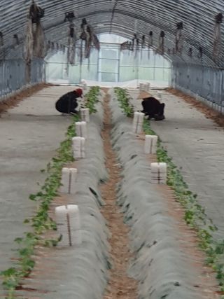 최영수님의 기타작물 · 영농일지 작성글 사진