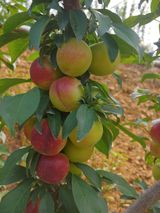 팜모닝 🎉상반기 결산 자랑하기·참여글 게시글 이미지