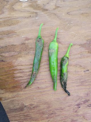 왕초보농사꾼님의 고추 · 병해충상담 작성글 사진