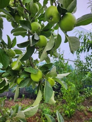 ok 체험학습농원님의 자유주제 · 자유게시판 작성글 사진