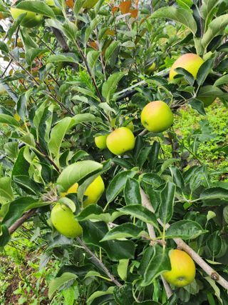 ok 체험학습농원님의 자유주제 · 자유게시판 작성글 사진