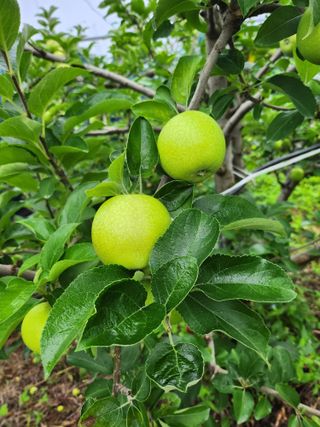 ok 체험학습농원님의 자유주제 · 자유게시판 작성글 사진