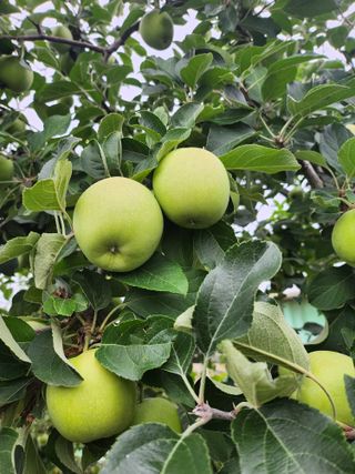 ok 체험학습농원님의 자유주제 · 자유게시판 작성글 사진