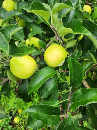 ok 체험학습농원님의 자유주제 · 자유게시판 작성글 사진