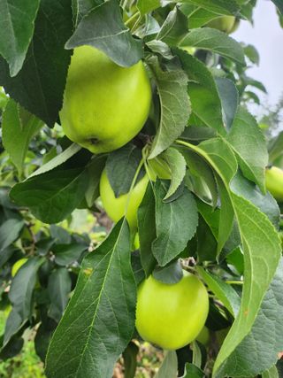 ok 체험학습농원님의 자유주제 · 자유게시판 작성글 사진