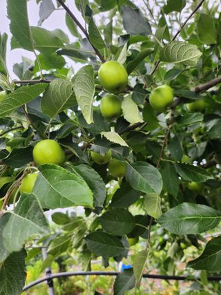 ok 체험학습농원님의 자유주제 · 자유게시판 작성글 사진