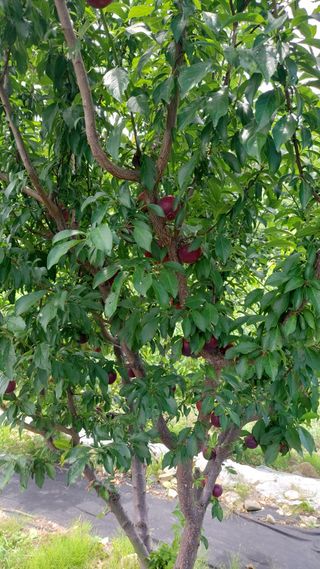 임곡농장김향중님의 🎉상반기 결산 자랑하기 · 참여글 작성글 사진