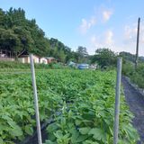 팜모닝 참깨·영농일지 게시글 이미지