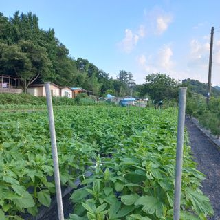 두두짱돌님의 참깨 · 영농일지 작성글 사진