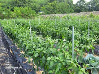 hkte님의 고추 · 일상 작성글 사진