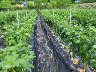 hkte님의 고추 · 일상 작성글 사진