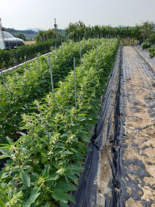 강판술님의 참깨 · 영농일지 작성글 사진