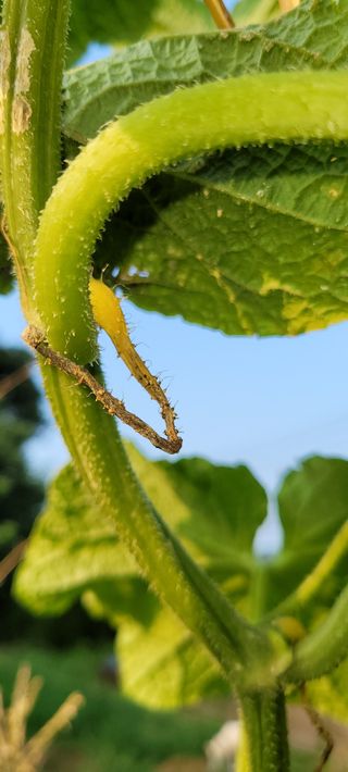 김민환님의 오이 · 병해충상담 작성글 사진