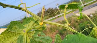 김민환님의 오이 · 병해충상담 작성글 사진