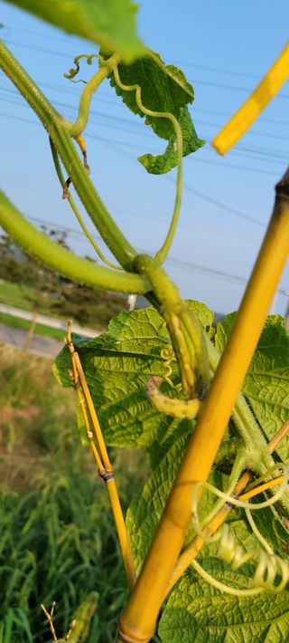 김민환님의 오이 · 병해충상담 작성글 사진