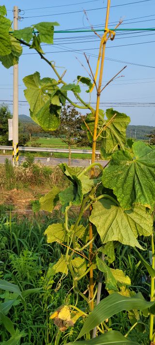 김민환님의 오이 · 병해충상담 작성글 사진