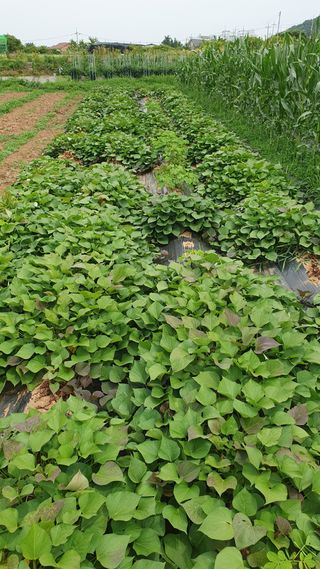 최천진님의 고구마 · 영농일지 작성글 사진