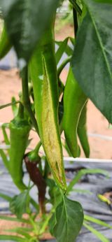 팜모닝 고추·병해충상담 게시글 이미지