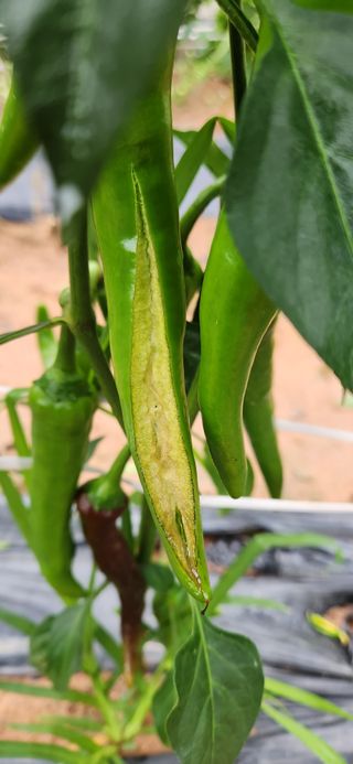 품질좋은농산물생산님의 고추 · 병해충상담 작성글 사진