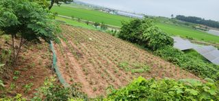 품질좋은농산물생산님의 🎉상반기 결산 자랑하기 · 참여글 작성글 사진