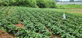 품질좋은농산물생산님의 🎉상반기 결산 자랑하기 · 참여글 작성글 사진