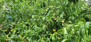 품질좋은농산물생산님의 🎉상반기 결산 자랑하기 · 참여글 작성글 사진