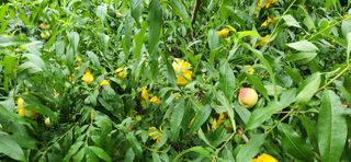 품질좋은농산물생산님의 🎉상반기 결산 자랑하기 · 참여글 작성글 사진