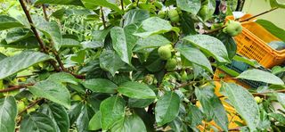 품질좋은농산물생산님의 🎉상반기 결산 자랑하기 · 참여글 작성글 사진