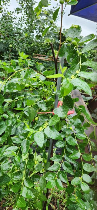 품질좋은농산물생산님의 🎉상반기 결산 자랑하기 · 참여글 작성글 사진