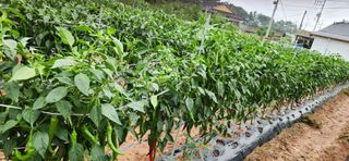 품질좋은농산물생산님의 🎉상반기 결산 자랑하기 · 참여글 작성글 사진