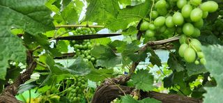 품질좋은농산물생산님의 🎉상반기 결산 자랑하기 · 참여글 작성글 사진