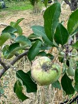 팜모닝 사과·병해충상담 게시글 이미지