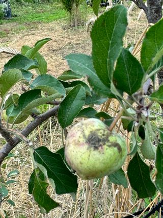 옥수수26905님의 사과 · 병해충상담 작성글 사진