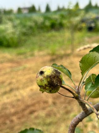 옥수수26905님의 사과 · 병해충상담 작성글 사진