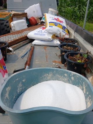 자기왕사랑해님의 옥수수 · 영농일지 작성글 사진